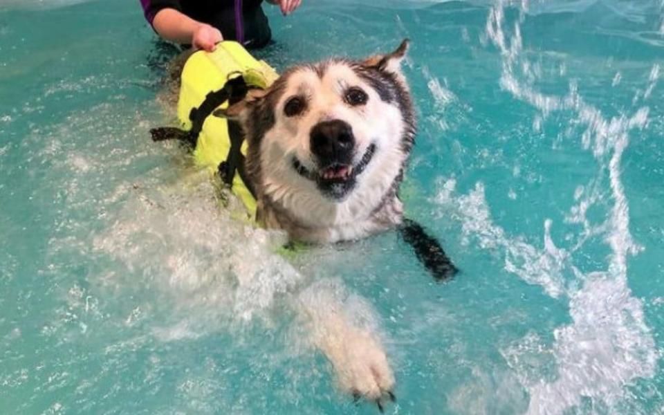 The 13ft hydrotherapy suite is the hotel’s crown jewel and “helps treat dogs with all kinds of ailments, from arthritis to obesity” - Canine Country Club