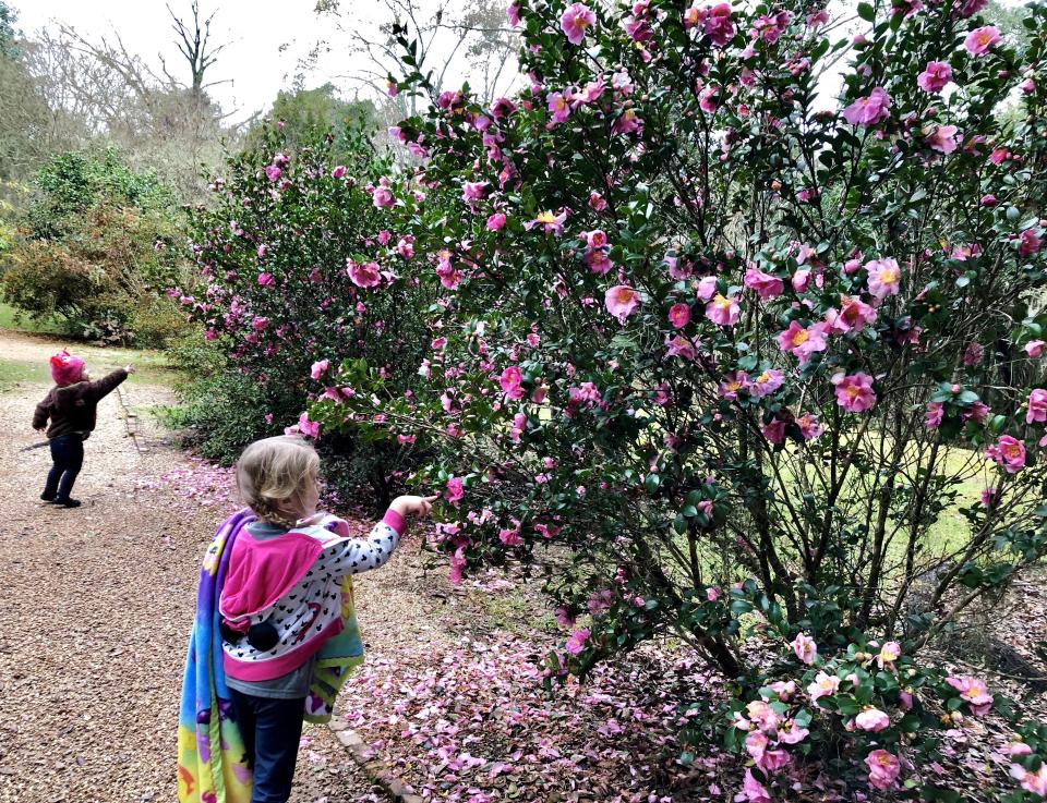 Pink flowers blooming at Rosedown Plantation in St. Francisville, Louisiana.