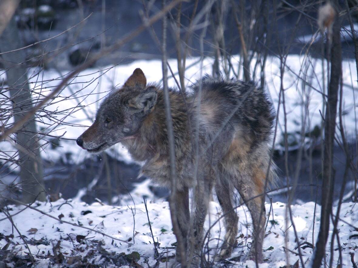 A coyote is pictured in a ravine in Oakville, Ont., in 2022.  (Richard Buchan/Canadian Press - image credit)