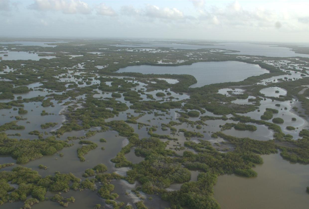<span class="caption">Mangroves along Mexico's Yucatan coastline.</span> <span class="attribution"><span class="source">Michael Beck</span>, <a class="link " href="http://creativecommons.org/licenses/by-nd/4.0/" rel="nofollow noopener" target="_blank" data-ylk="slk:CC BY-ND;elm:context_link;itc:0;sec:content-canvas">CC BY-ND</a></span>