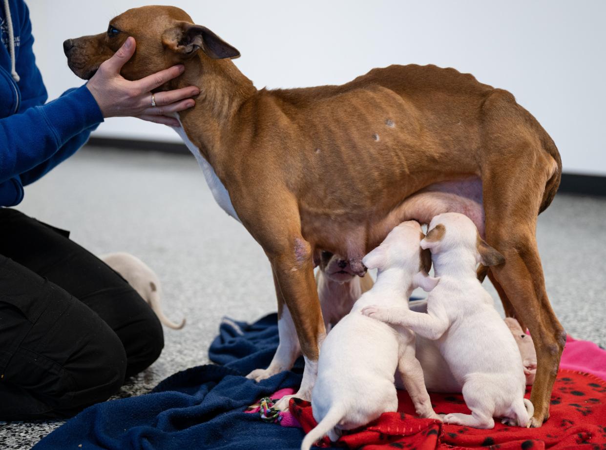 This nursing female and her pups are among more than 120 dogs and puppies The Humane Society of the United States is caring for after assisting in their rescue on April 3, 2024 from an alleged dogfighting operation in Maurice River Township, Cumberland County.