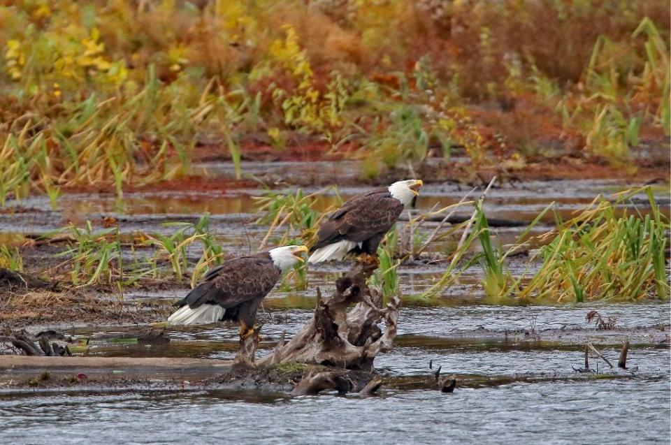 Bald eagles are commonly seen on the Upper Delaware and its tributaries.