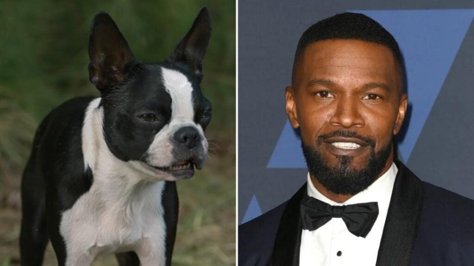 Bug (Jamie Foxx), a street-smart stray, in “Strays” (Universal)