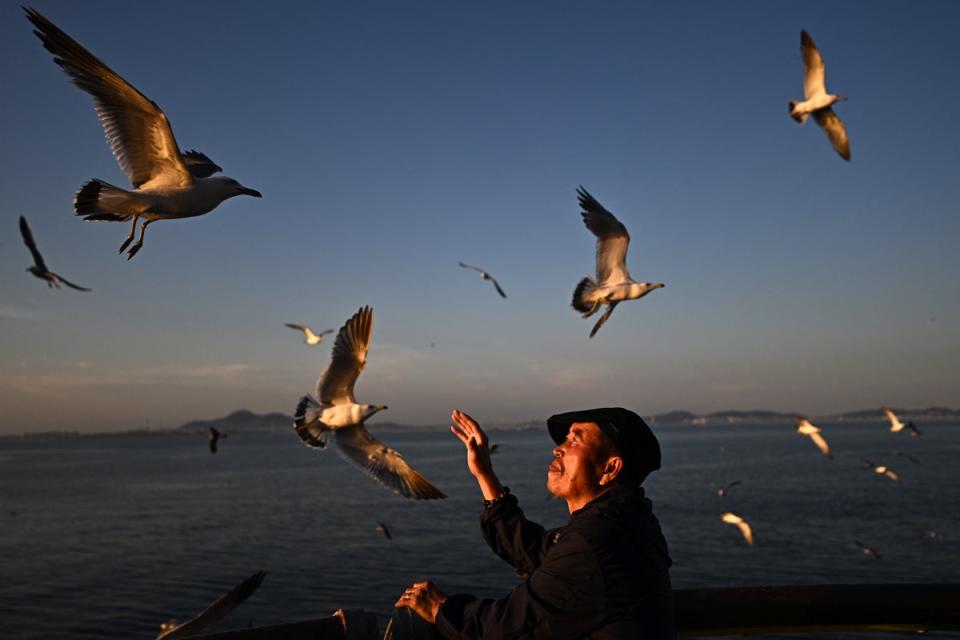 <p>A man feeds seagulls during the sunset in Dalian, in China's northeastern Liaoning province </p> (AFP via Getty Images)