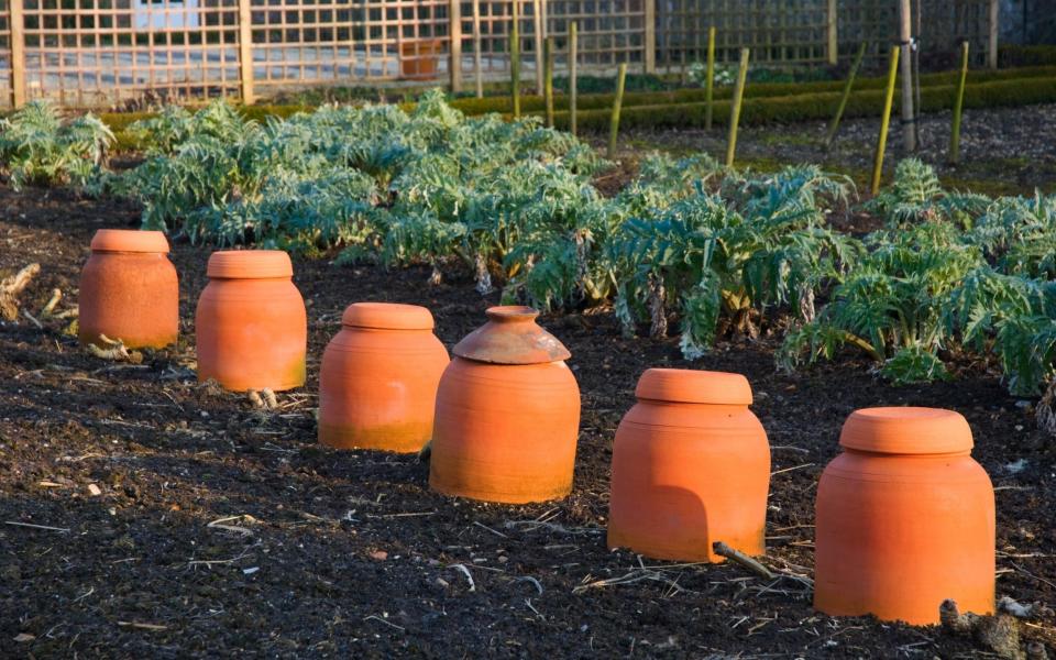 Pot on: terracotta rhubarb forcers  - http://www.gapphotos.com