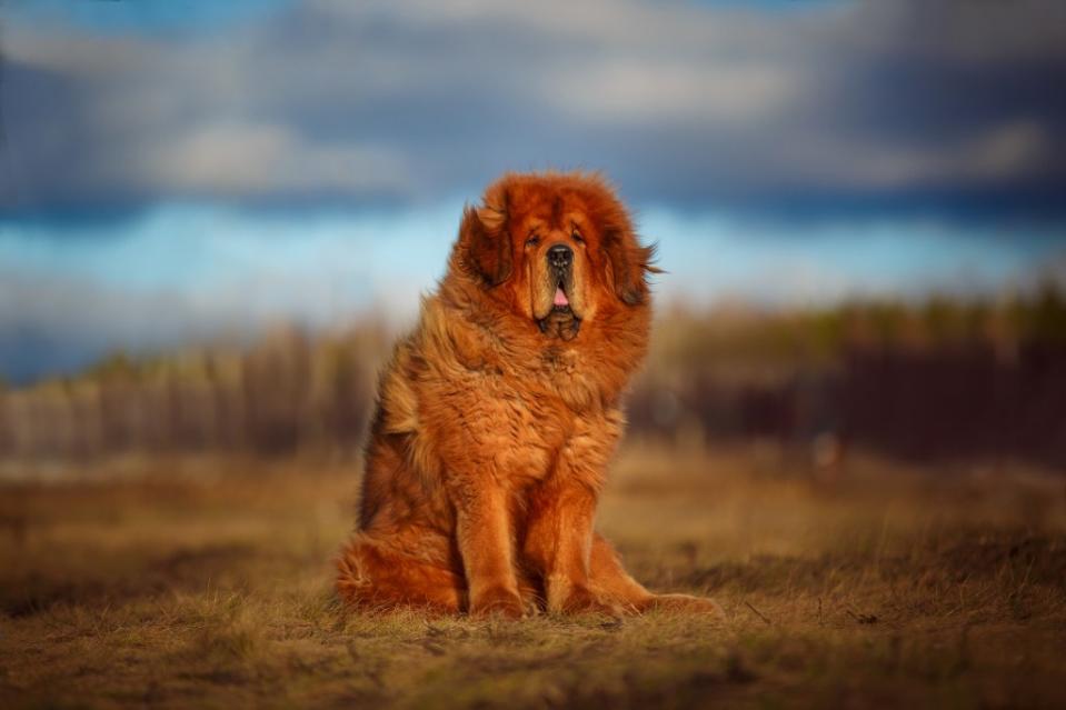 dog of the Tibetan Mastiff breed on the background of a beautiful landscape.
