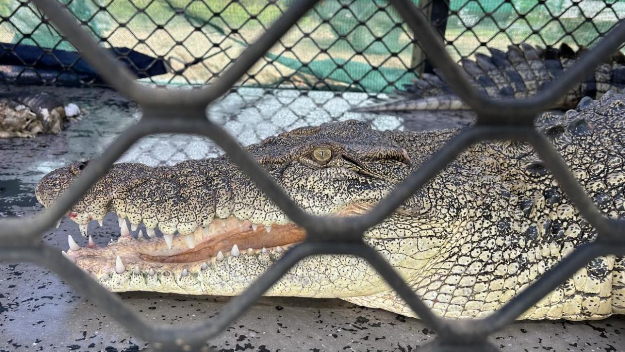 Assignment Freelance Picture A highly habituated crocodile that was showing no fear of people and
 approaching boats for food has been removed from the wild near Coorooman
 Creek in the Rockhampton region. Picture: Supplied / DES