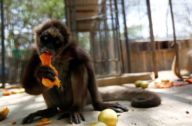 A spider monkey eats a mango. Source: Reuters