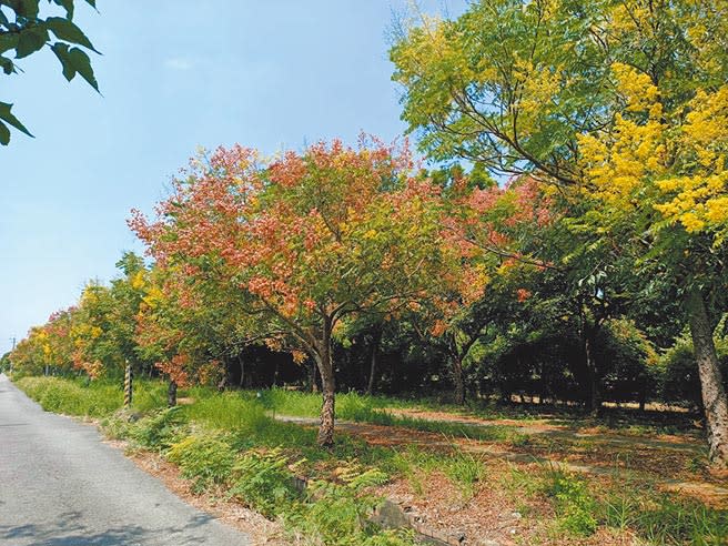 嘉義縣保鹿自行車道欒樹進入花季，黃紅綠交織的景象繽紛。（張毓翎攝）