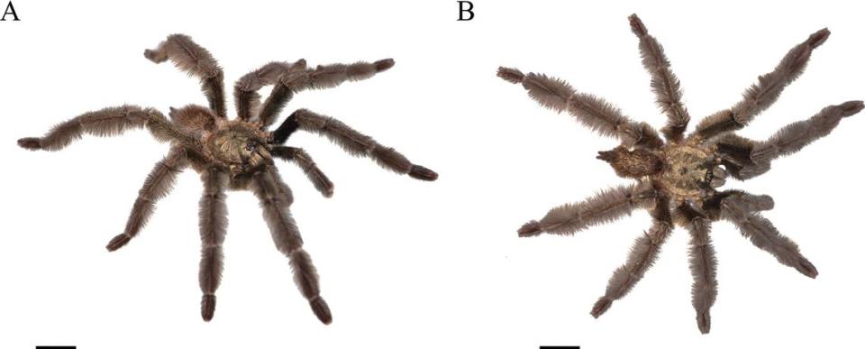 Several views of a Psalmopoeus satanas, or Satan tarantula.