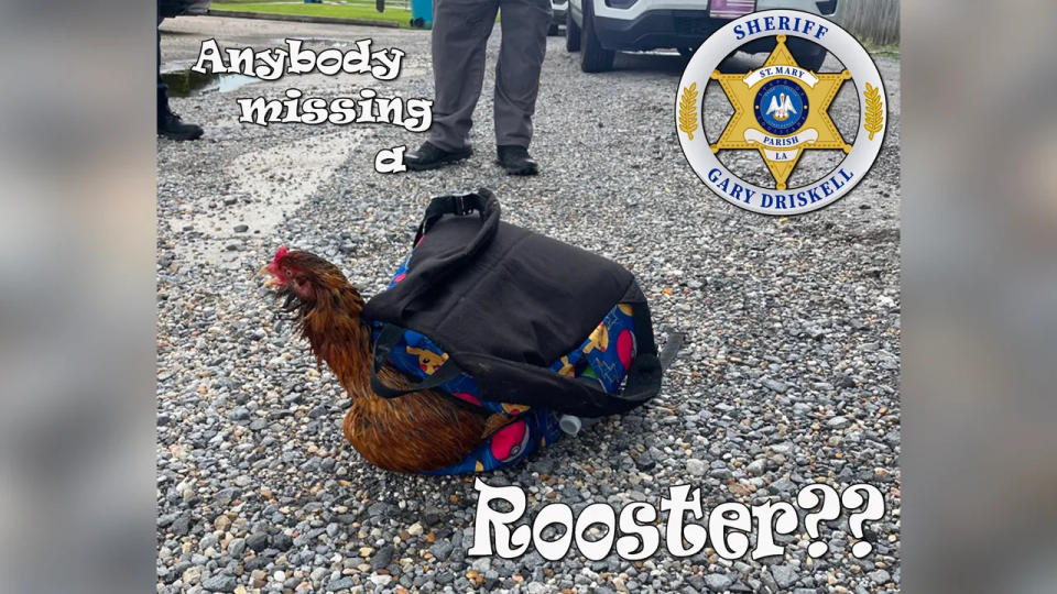 a chicken stuffed into a backpack with a graphic overlaid that says "Anyone missing a rooster?"