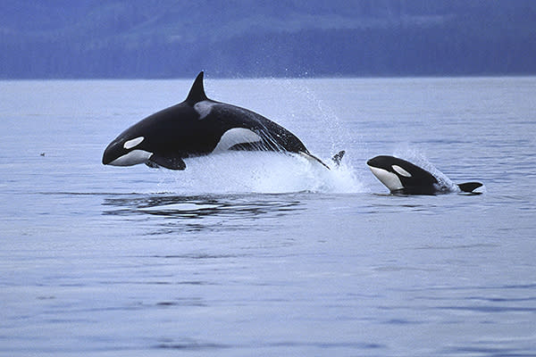 Video capta a una familia de orcas jugar junto a una nadadora en mar abierto. Foto: Daniel Cox / Getty Images.