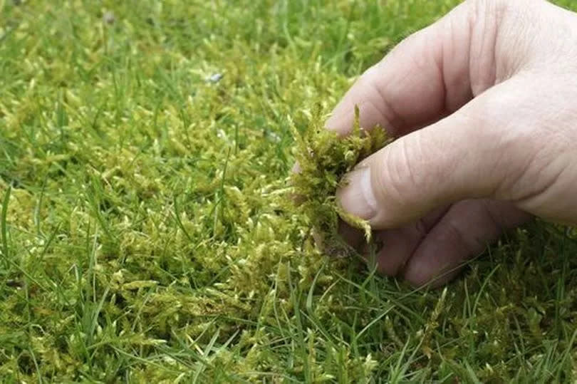 Moss in the lawn