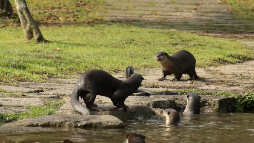 Otters meet a cobra not looking for friendship