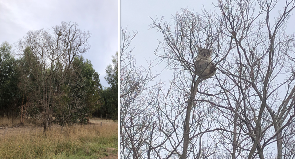 A koala photographed in a non-native tree, growing on a roadside, near a plantation. Source: Supplied