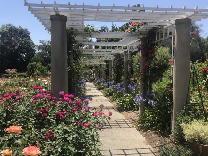 &quot;Roses and agapanthus are still in full bloom in The Huntington&#x27;s rose garden on June 30, just in time to welcome visitors when the gardens reopen on July 1, after being closed for more than three months due to coronavirus.