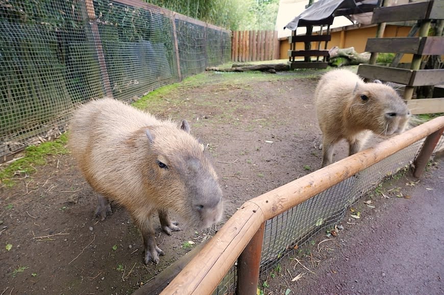 日本富士野生動物園Fuji Safari Park