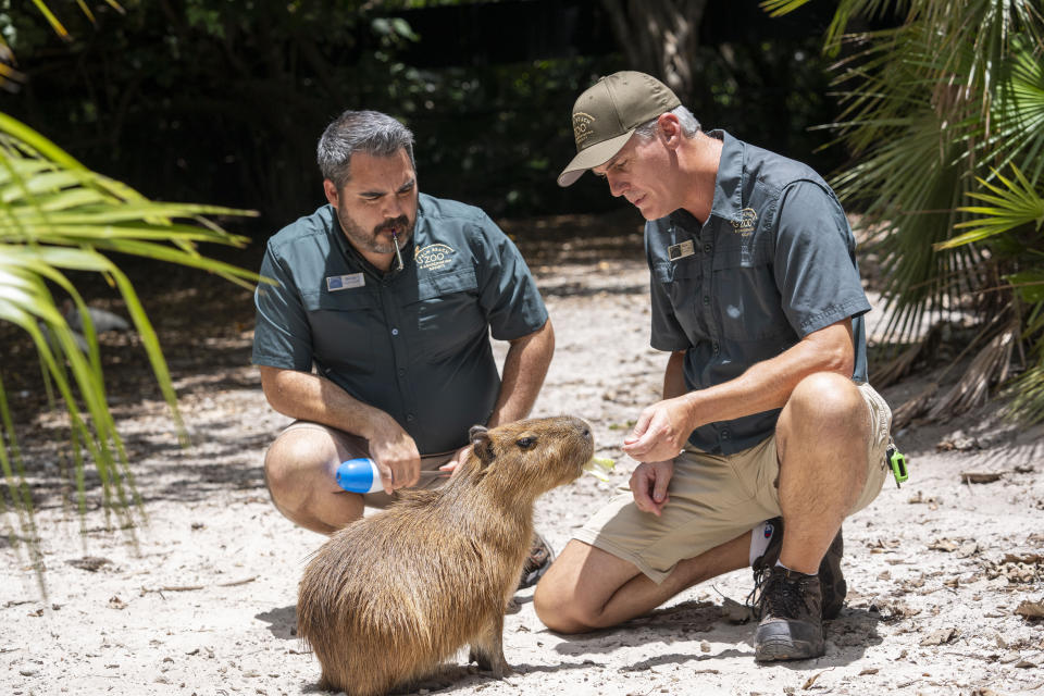 A female capybara, Iyari, is seen training with Palm Beach Zoo Conservation Society staff members Tuesday, June 25, 2024, in West Palm Beach, Fla. The 10-month-old capybara is currently staying in a mixed-species habitat with a couple of Baird's tapirs, which live in similar habitats in South America, while zoo workers slowly introduce her to the park's 2-year-old male capybara, Zeus. (Palm Beach Zoo via AP)