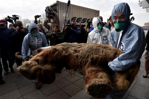 A woolly mammoth discovered in Yakutia in 2010 (AFP/Getty)
