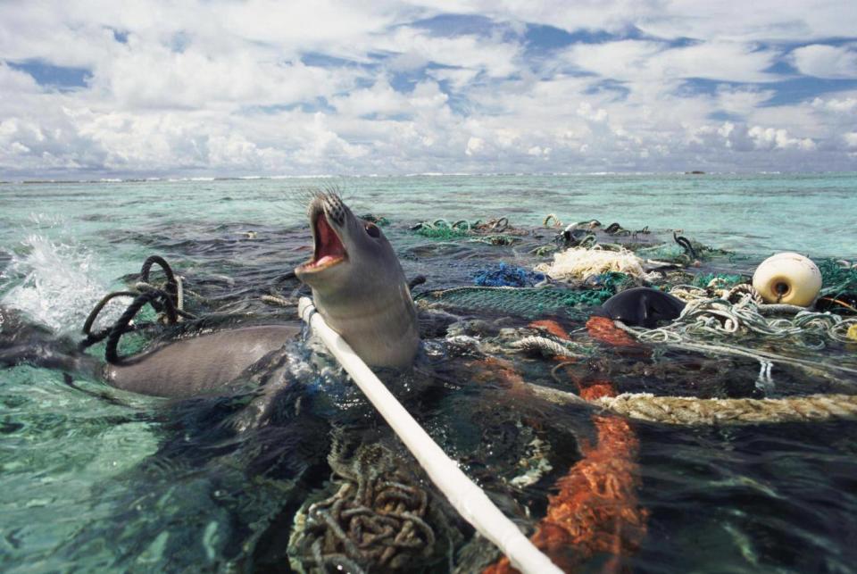 A Hawaiian monk seal is caught in abandoned fishing tackle in the Pacific Ocean (Michael Pitts / naturepl.com)