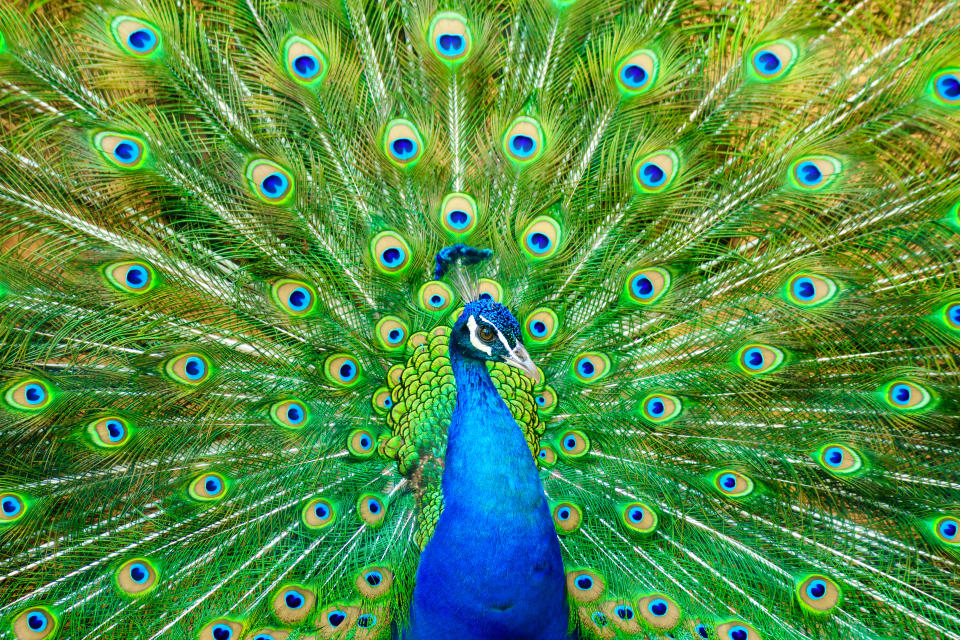 Birds like peacocks may have inherited their flamboyant displays from the dinosaurs. (Getty)