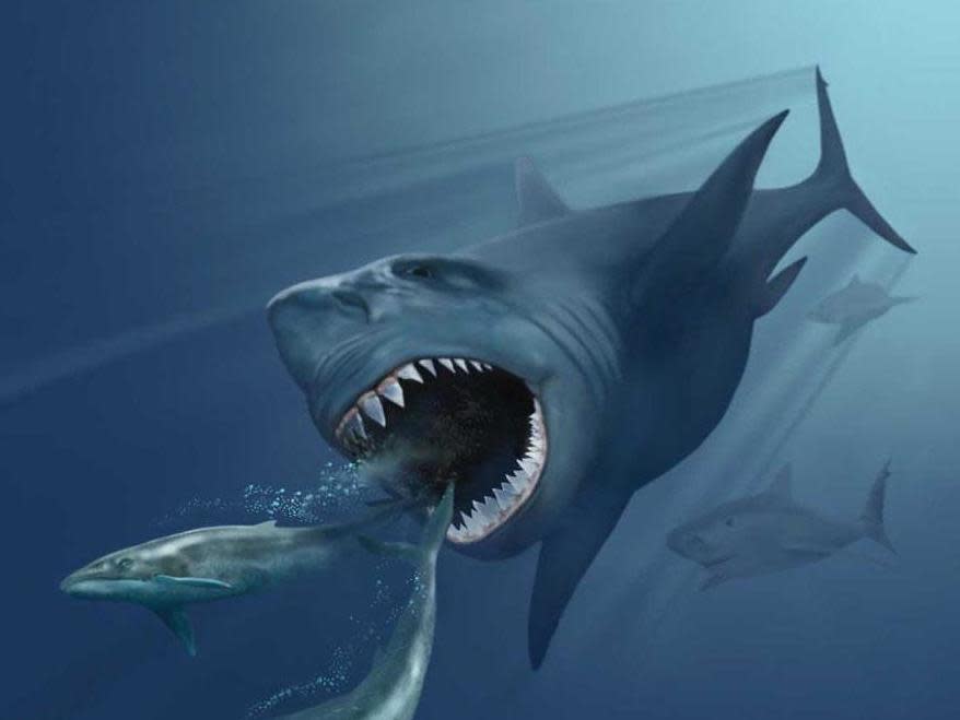 Megalodons were enormous sharks that went extinct around 2.6 million years ago: Karen Carr