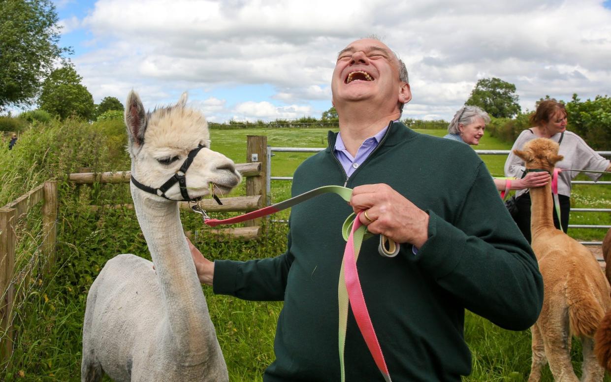 Sir Ed Davey laughs next to an alpaca in north Shropshire