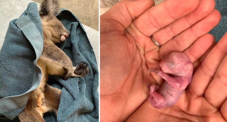 Left: a dead mother koala. Right: a dead baby koala in hand.