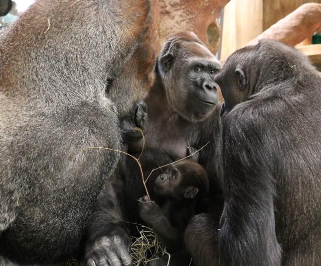 Baby's bad hair day! Three-week-old mountain gorilla sports an