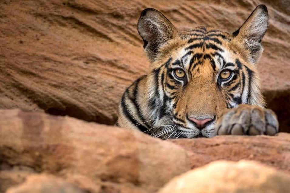Roar power: the final episode follows tigers in Bandhavgarh National Park’s tiger reserve in India: BBC
