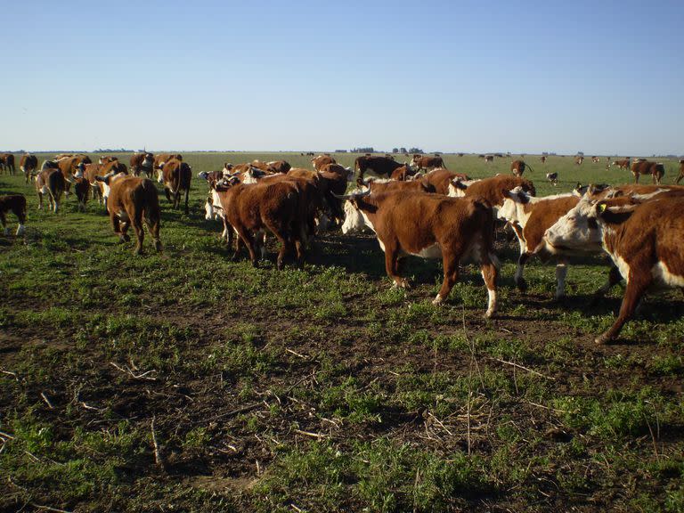 Un rodeo en un campo