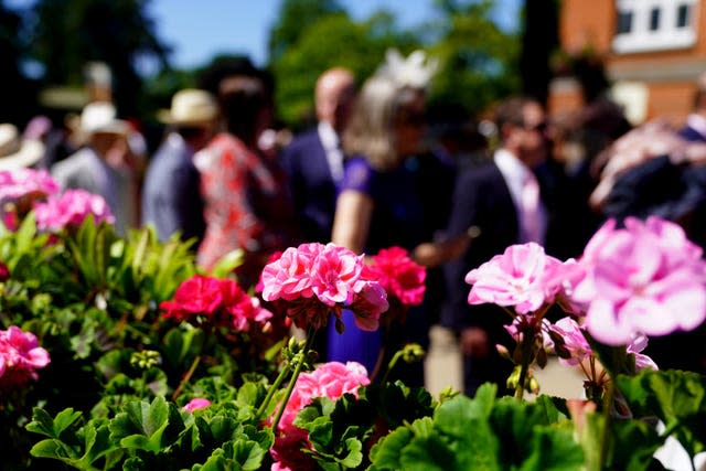 Flowers at Royal Ascot