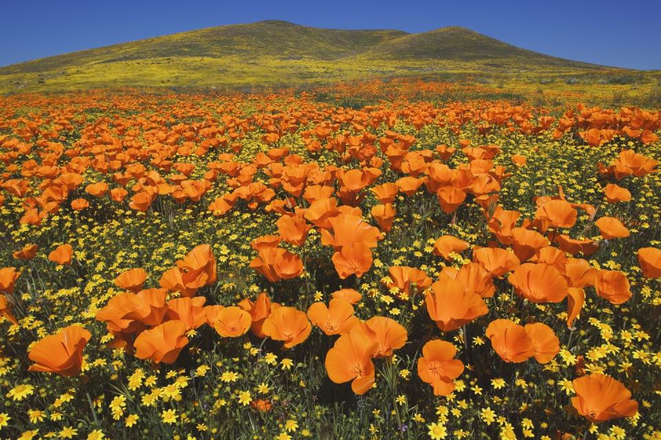 Antelope Valley Poppy Reserve