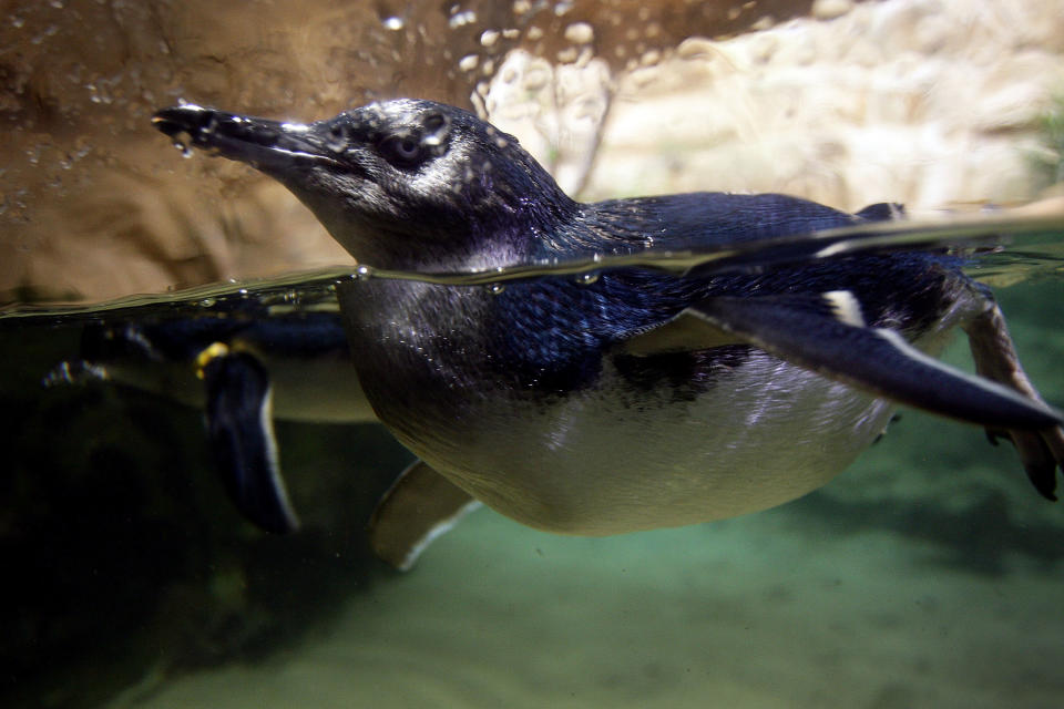 Sydney Aquarium Welcomes Baby Penguins