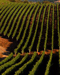 original-201304-a-regional-wine-producers-sonoma-flowers-vineyard-and-winery.jpg