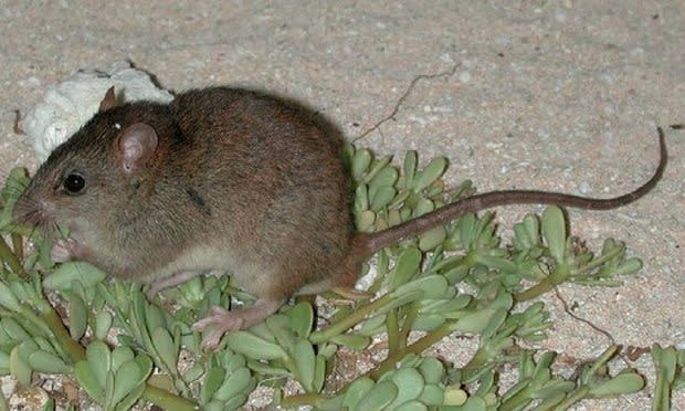 First Mammal Declared Extinct