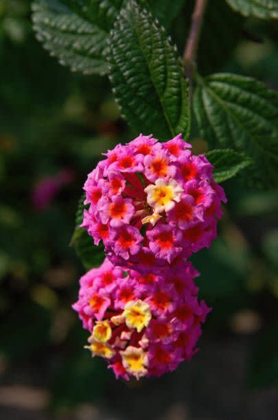 lantana