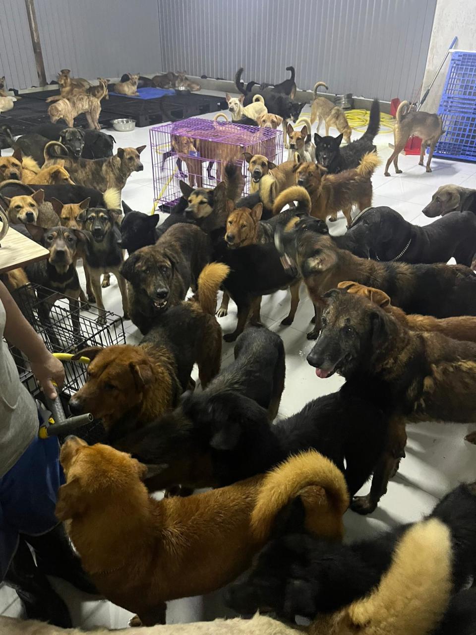 520浪浪加油站156隻狗狗一個多月前搬到新居，沒想到被鄰居投