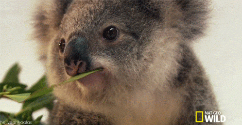 nat-geo-koala