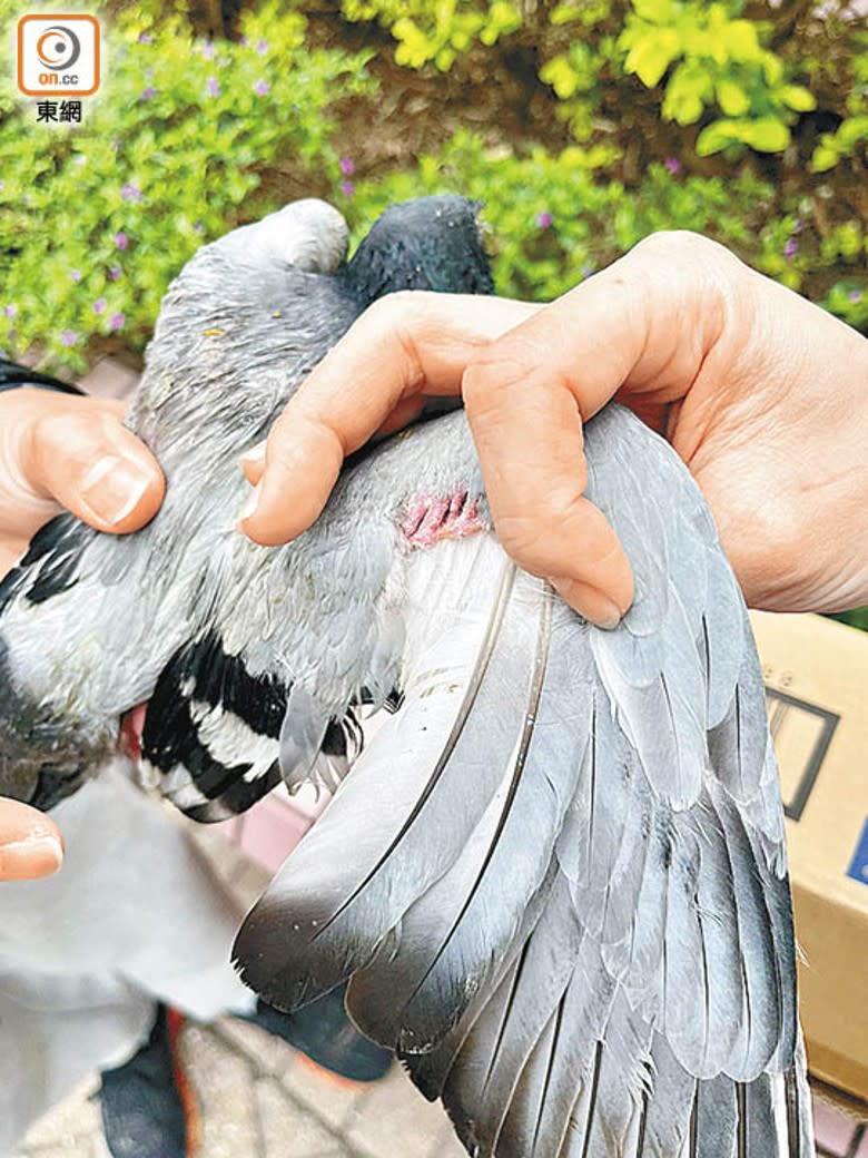 有市民指景林邨今月中單日內有多隻白鴿受傷。