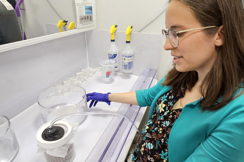 Ruby Harrison, a postdoctoral fellow at the University of Georgia, puts triatomine bugs infected with Trypanosoma cruzi parasites to sleep with gas. (Paula Andalo / KFF Health News)