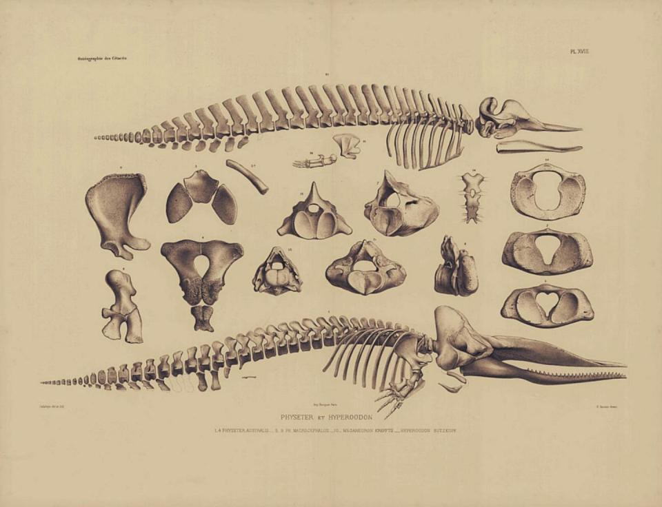 Esqueleto de zifio calderón boreal (<em>Hyperoodon ampullatus</em>) y de cachalote (<em>Physeter macrocephalus</em>). Retoque a sepia. <a href="https://marineinfo.org/imis?page=image&album=4486&pic=15701" rel="nofollow noopener" target="_blank" data-ylk="slk:Van Beneden & Gervais (1880, pl. 18). Ostéographie des cétacés vivants et fossiles.;elm:context_link;itc:0;sec:content-canvas" class="link ">Van Beneden & Gervais (1880, pl. 18). Ostéographie des cétacés vivants et fossiles.</a>