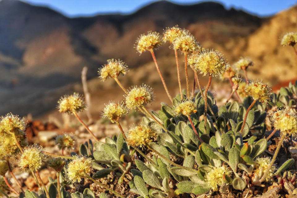 FILE - In this photo provided by the Center for Biological Diversity, Tiehm's buckwheat grows in the high desert in the Silver Peak Range of western Nevada about halfway between Reno and Las Vegas, June 1, 2019, where a lithium mine is planned. The Biden administration has taken a significant step in its expedited environmental review of what's next in line to become only the third U.S. lithium mine, as conservationists fear it will lead to the extinction of the endangered Nevada wildflower near the California line. (Patrick Donnelly/Center for Biological Diversity via AP, File)