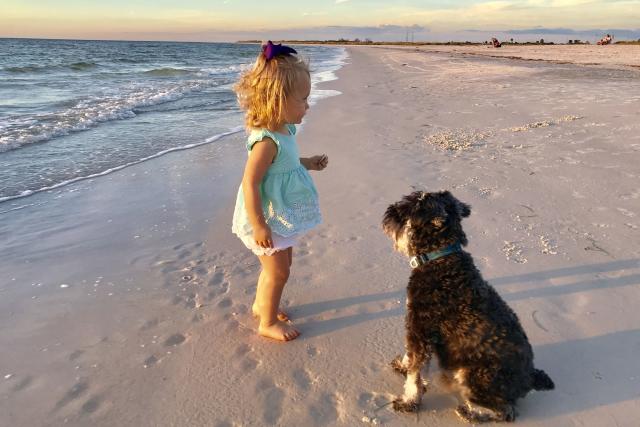 can dogs go to melbourne beach