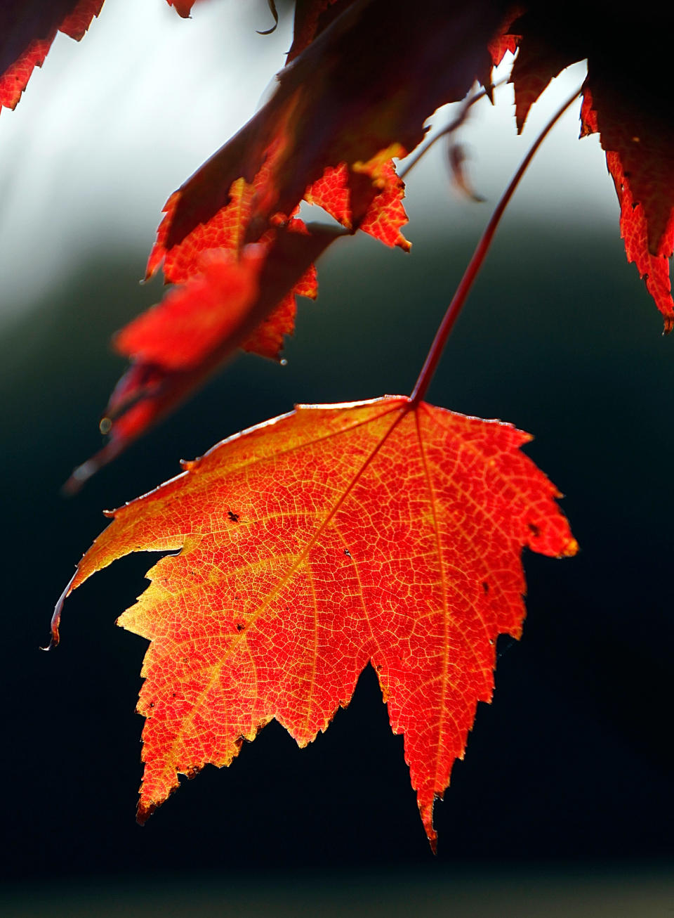 In this Sept. 12, 2012 photo, a red leaf hangs from a tree in Greensboro, Vt. After images of Tropical Storm Irene scared away leaf peepers last fall, tourists are heading back to see the Northeast's fall foliage a year later and aren't worried about how the dry summer might affect the color. (AP Photo/Toby Talbot)