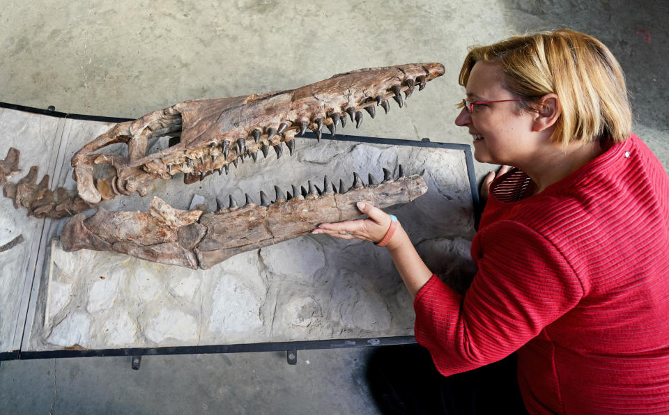 <p>Silke Lohmann of Summers Place Auctions assesses a Tylosaur fossil before it is offered as the star lot of the Summers Place Auctions' Evolution Sale in Billingshurst, West Sussex, where it is expected to fetch �70,000 to �120,000. Picture date: Thursday August 26, 2021. Photo credit should read: Gareth Fuller/PA Wire</p>
