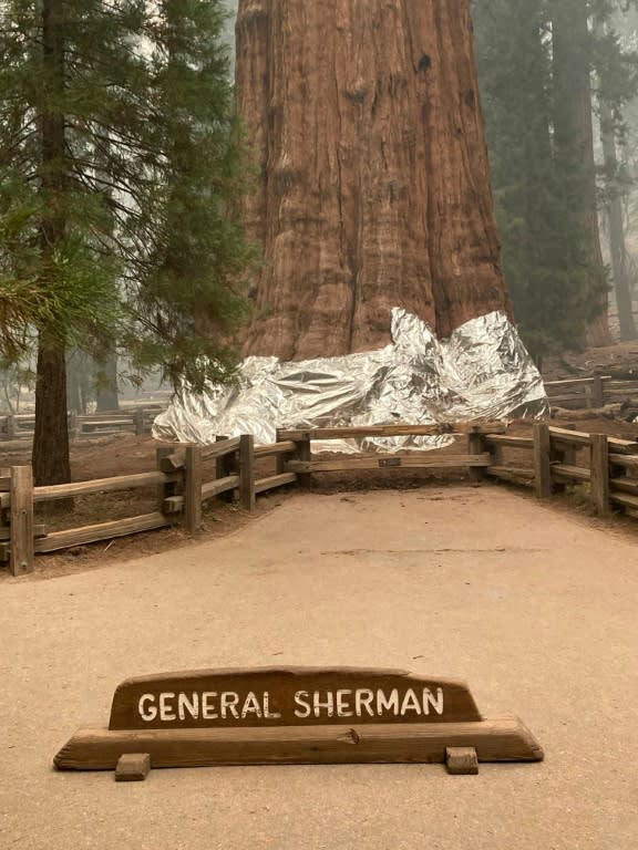 Imagen publicada por el Servicio de Parques Nacionales el 16 de septiembre de 2021, muestra a bomberos que envuelven el histórico General Sherman Tree, que se estima tiene entre 2.300 y 2.700 años de antigüedad, con mantas a prueba de fuego en el Parque Nacional Sequoia, California (AFP/Handout)