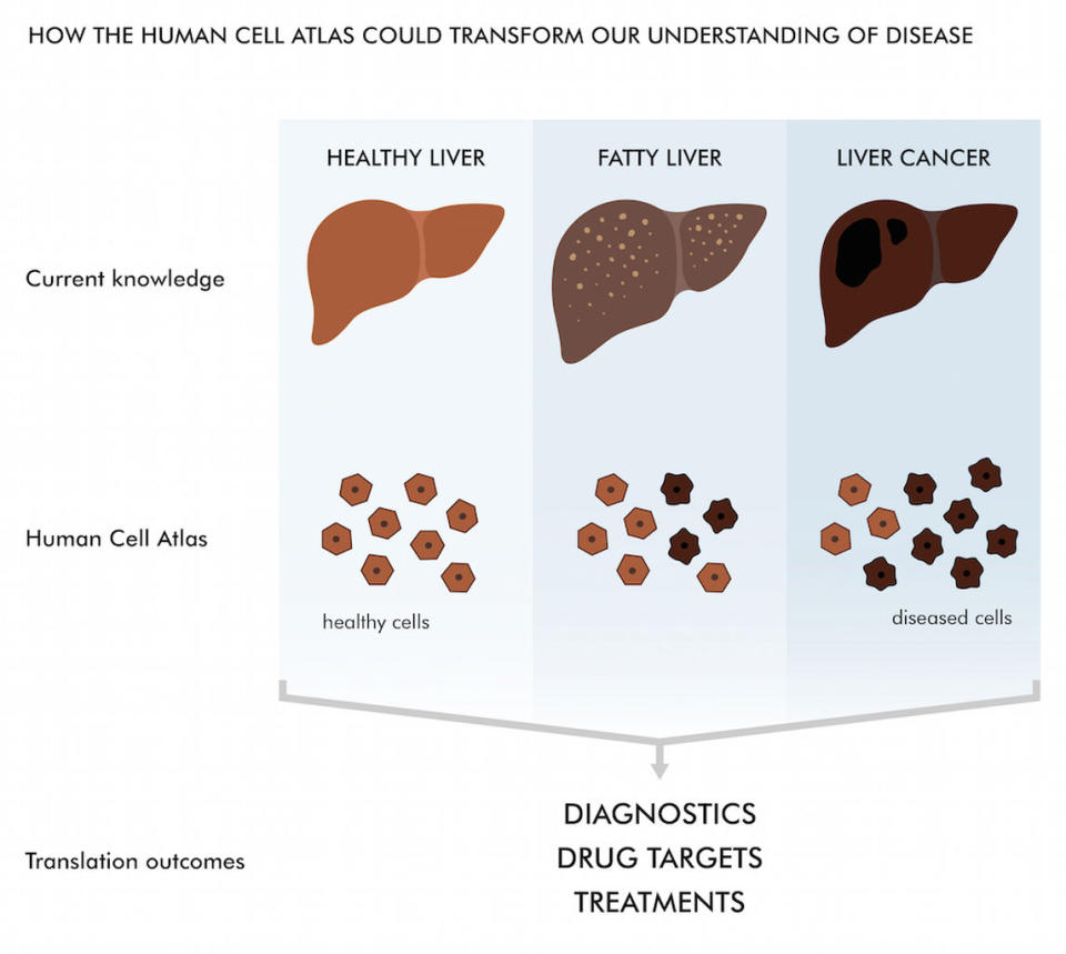 The Human Cell Atlas would provide high-resolution images of all of the healthy cells in the body, and what happens when they become unhealthy. <cite>Genome Research Limited</cite>