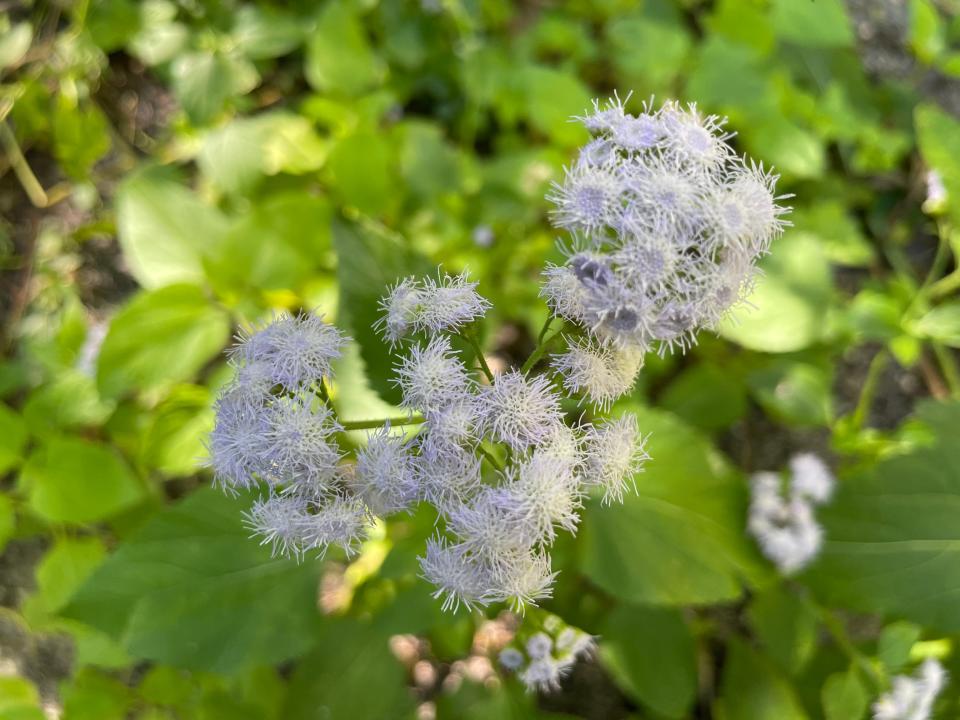 Ageratum, along with salvia, is a plant that self seeds.