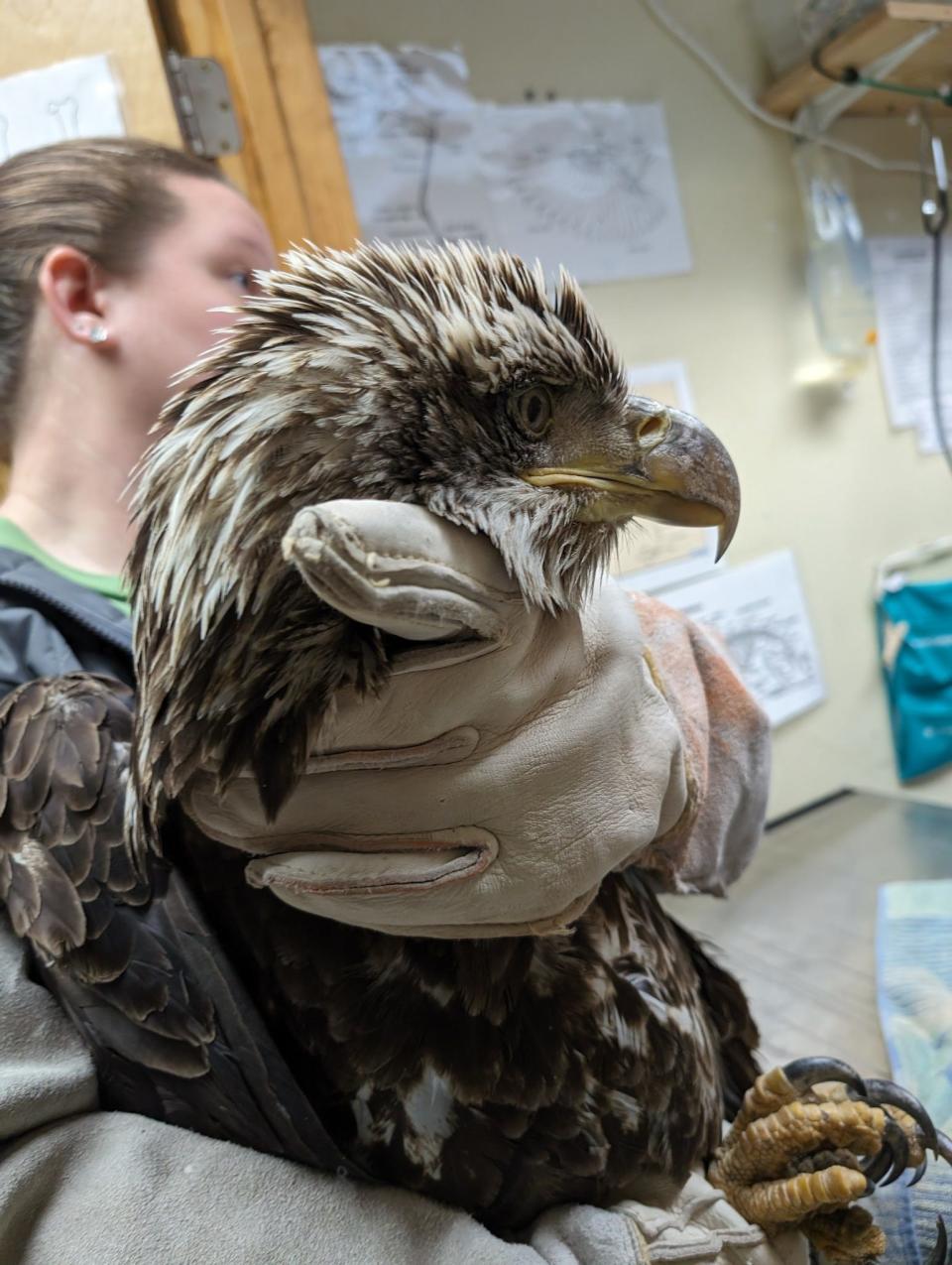 Humane Indiana Wildlife Director Nicole Harmon works with the bald eagle from Potato Creek State Park that the Valparaiso wildlife rehabilitation facility tried to save from lead poisoning on Jan. 29, 2024. The eagle died overnight.